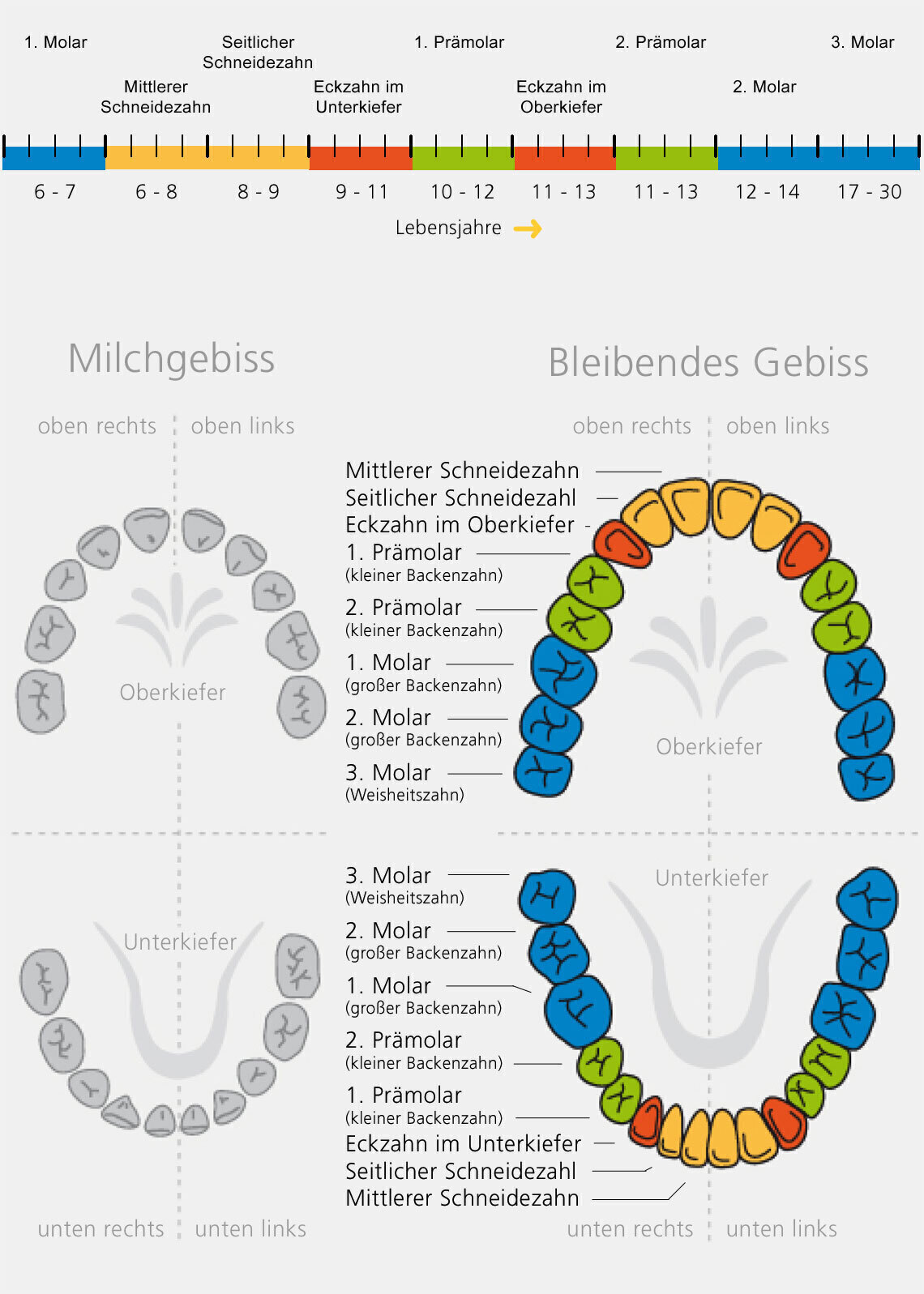 Grafik eines Bleibendes Gebiss mit angegebenen Informationen