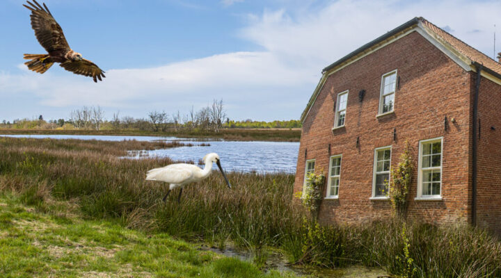 Collage mit Schafen, Vögeln, einem Backsteinhaus, einem Vermessungsingenieur und Windrädern – symbolisiert Natur, Landschaftsplanung und Bauordnung im Landkreis Aurich.