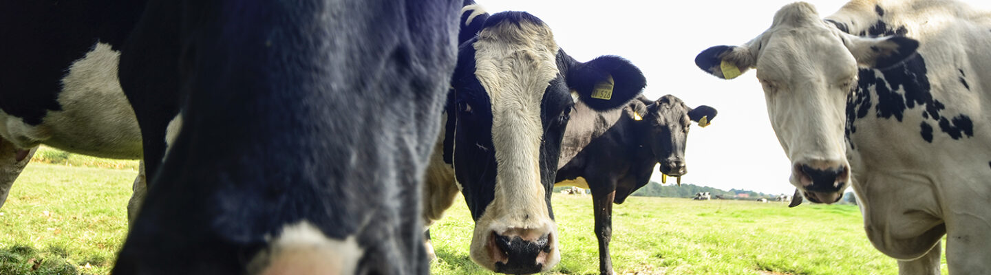 Kühe gucken neugierig