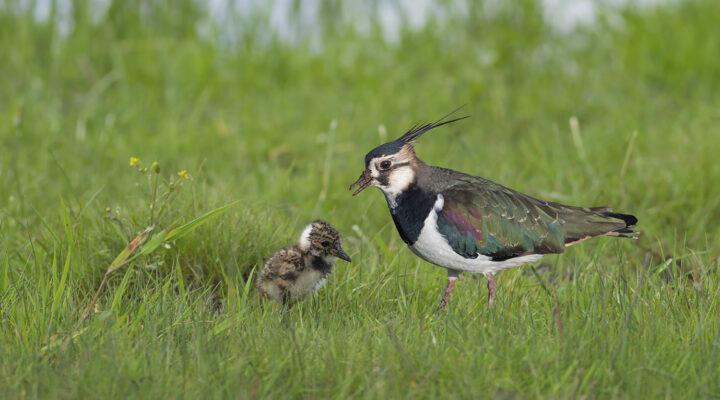 Eine Mutter Kiebitz (Vanellus vanellus) mit ihrem Küken in freier Wildbahn