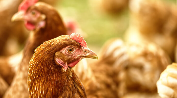 Nahaufnahme eines braunen Huhns mit rotem Kamm, umgeben von weiteren unscharf im Hintergrund sichtbaren Hühnern auf einer hellen, naturbelassenen Fläche.