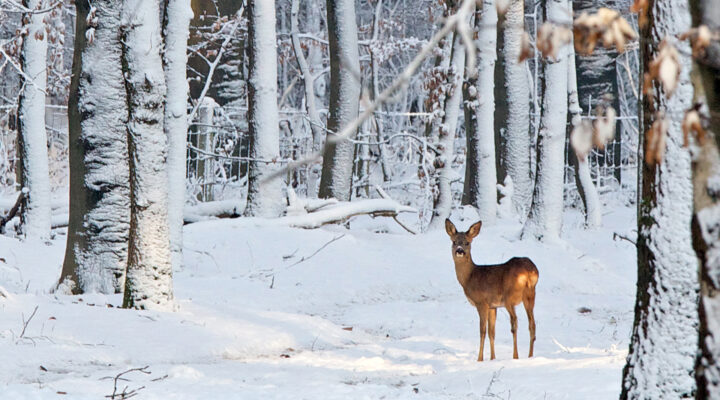Ein Reh steht in einem verschneiten Wald zwischen schneebedeckten Baumstämmen und blickt aufmerksam in die Kamera. Der Boden und die Äste sind von frischem Schnee bedeckt.